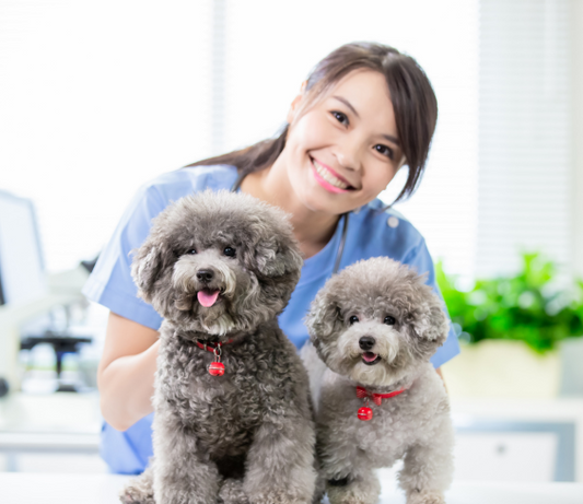 Essential Tips for Keeping Your Pet Healthy: A Comprehensive Guide