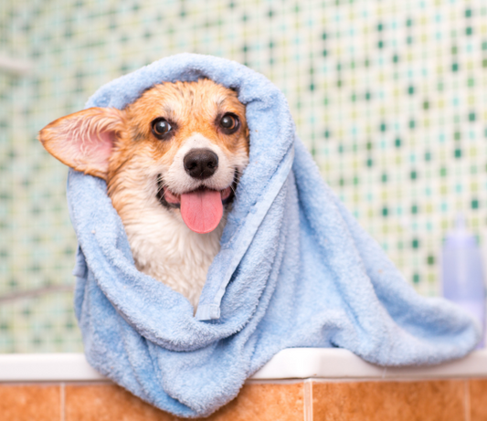 Essential Pet Hygiene Tips: Keeping Your Furry Friend Clean and Healthy